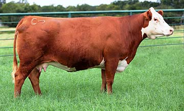 C 95T Lady Trust 4239 ET