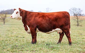 RHF 71I My Gem 8094F
