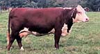 DR Victory Lady P606 A20