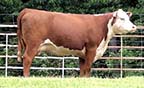 WHR 493E 354G Beefmaid 900J